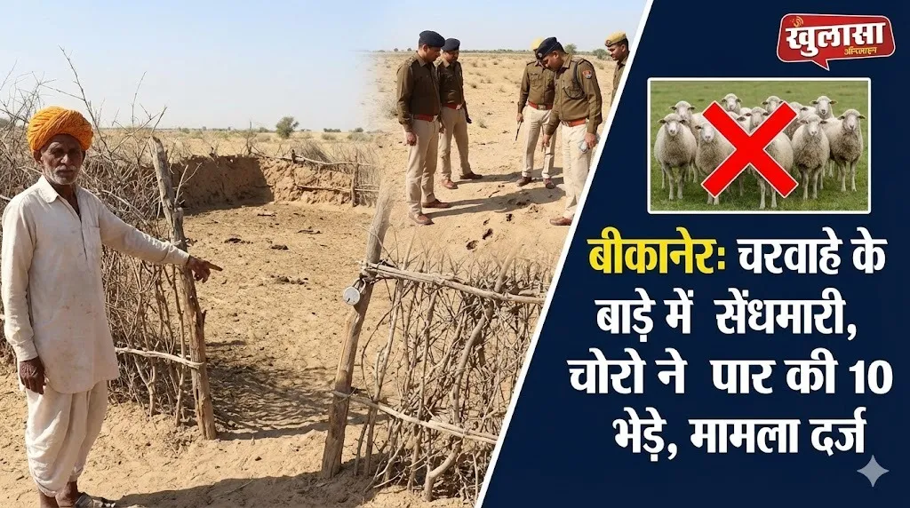 बीकानेर: चरवाहे के बाड़े में सेंधमारी, चोरो ने पार की 10 भेड़े, मामला दर्ज
