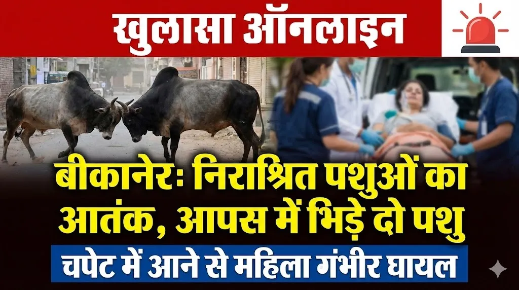 बीकानेर: निराश्रित पशुओं का आतंक, आपस में भिड़े दो पशु चपेट में आने से महिला गंभीर घायल