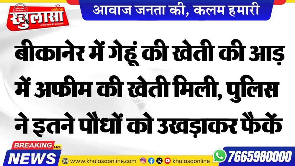 बीकानेर में गेहूं की खेती की आड़ में अफीम की खेती मिली, पुलिस ने इतने पौधों को उखड़ाकर फैकें