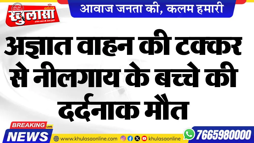 अज्ञात वाहन की टक्कर से नीलगाय के बच्चे की दर्दनाक मौत