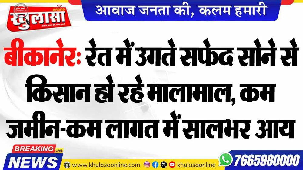 बीकानेर: रेत में उगते सफेद सोने से किसान हो रहे मालामाल, कम जमीन-कम लागत में सालभर आय