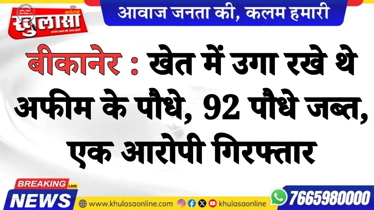 बीकानेर : खेत में उगा रखे थे अफीम के पौधे, 92 पौधे जब्त, एक आरोपी गिरफ्तार