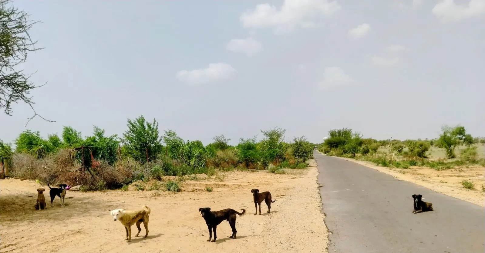 बीकानेर की 40 हजार बीघा गोचर भूमि पर आवारा कुत्तों का आतंक, डॉग हाउस निर्माण की उठी मांग